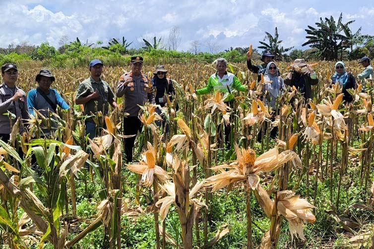 panen raya jagung dukung ketahanan pangan