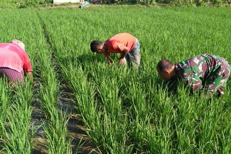 tni dampingi petani tingkatkan produksi